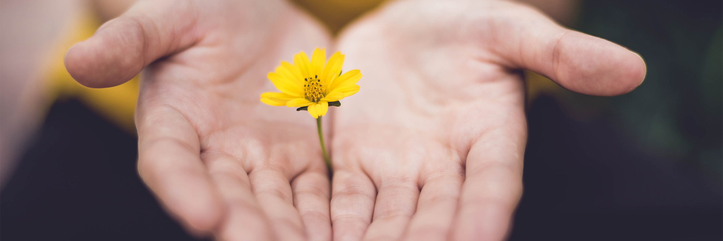 Die Hände mit der Blume repräsentieren, dass die Domaco ihre Werte täglich lebt.